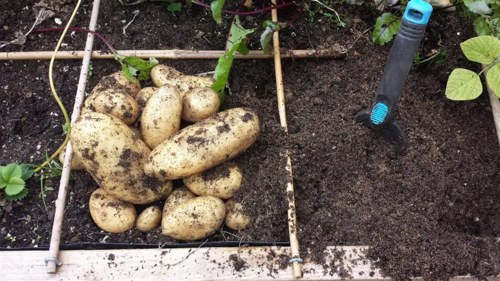potatoes in a square foot garden