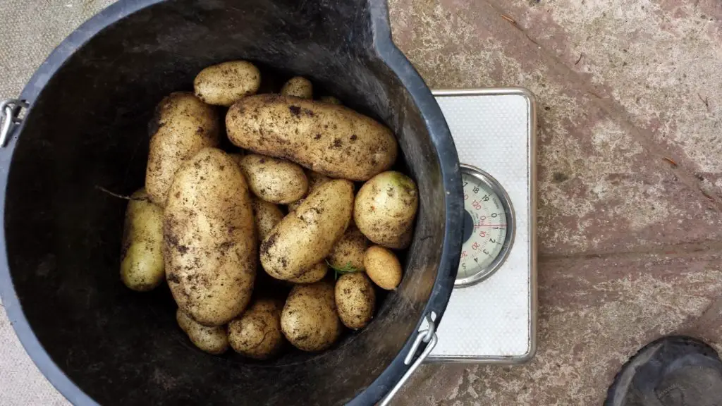 potato harvest from sfg