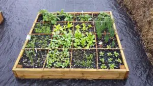 square foot garden planted
