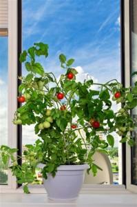 growing tomatoes in containers