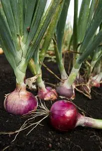 how to grow onions