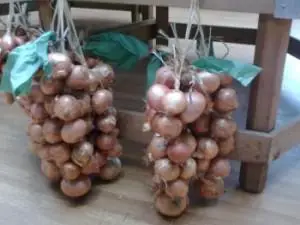 storing onions