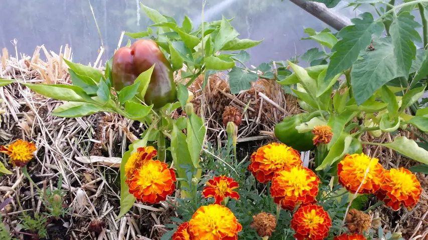 Dwarf marigold flowers offer protection for the likes off sweet peppers that are growing in this straw bale.