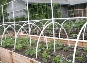 raised bed vegetable garden