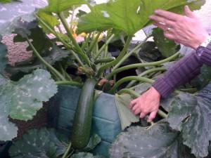 Growing Courgette