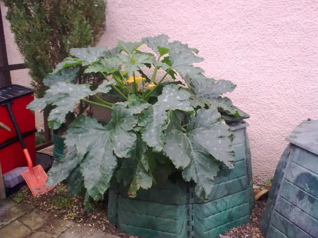 courgette growing in a large green plastic composting bin at my friends house
