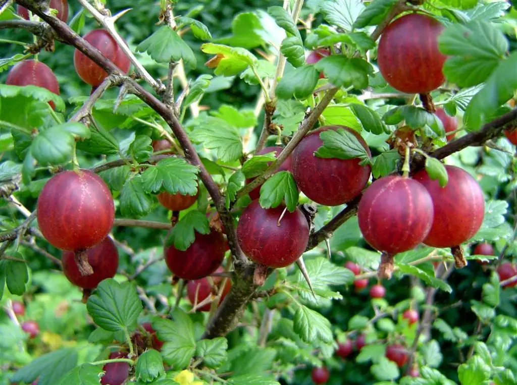 Layering Fruit Berry Bushes – No Dig Vegetable Gardening Blog