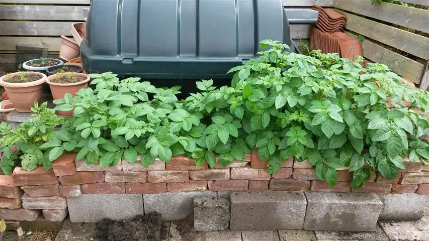 brick potato planter