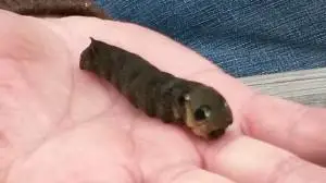 hawkmoth caterpillar