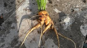 twisted carrot 