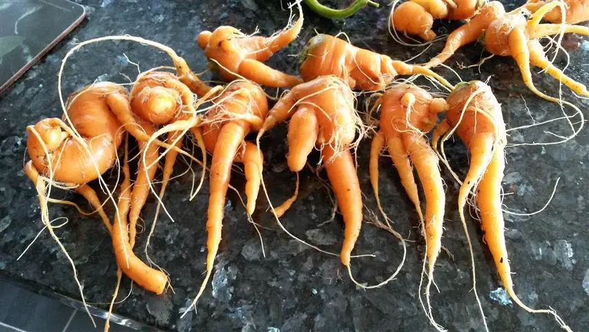 carrots twisted and bent