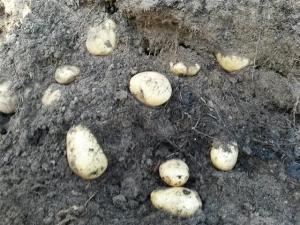potatoes crop unveiled