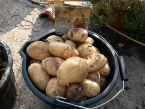 maris piper potatoes