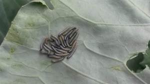 cabbage white caterpillars