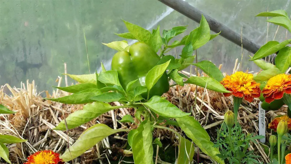 Peppers growingin a straw bale