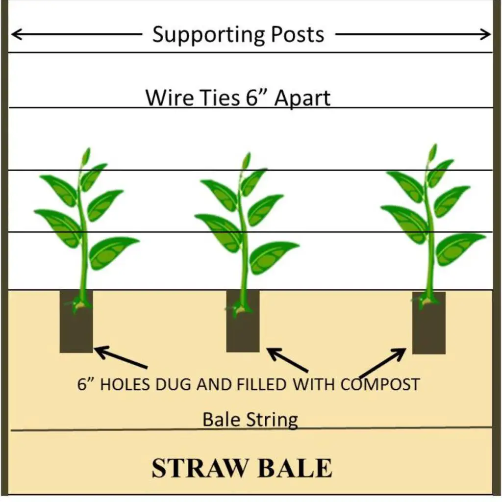 plant supports on straw bales