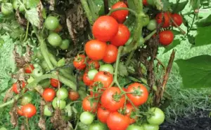 cherry tomatoes growing