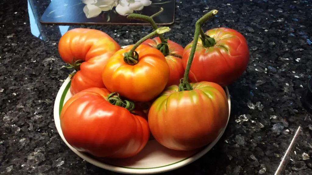 growing heritage tomatoes