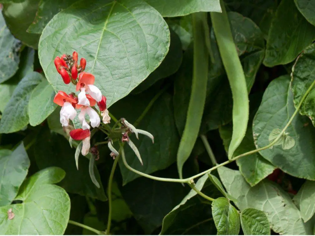 growing runner beans in straw bales