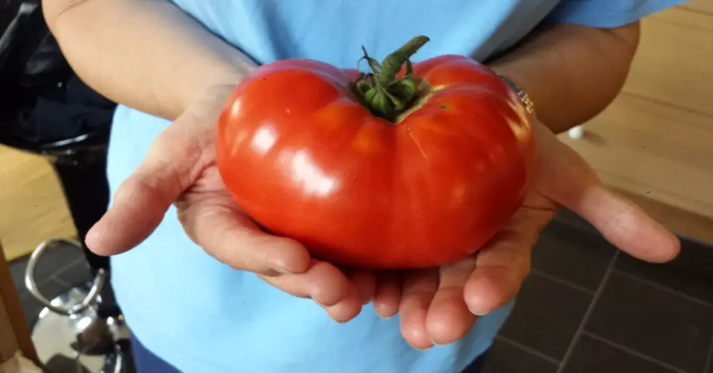gigantomo tomato