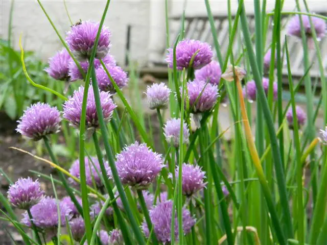 flowering chives companion for carrots