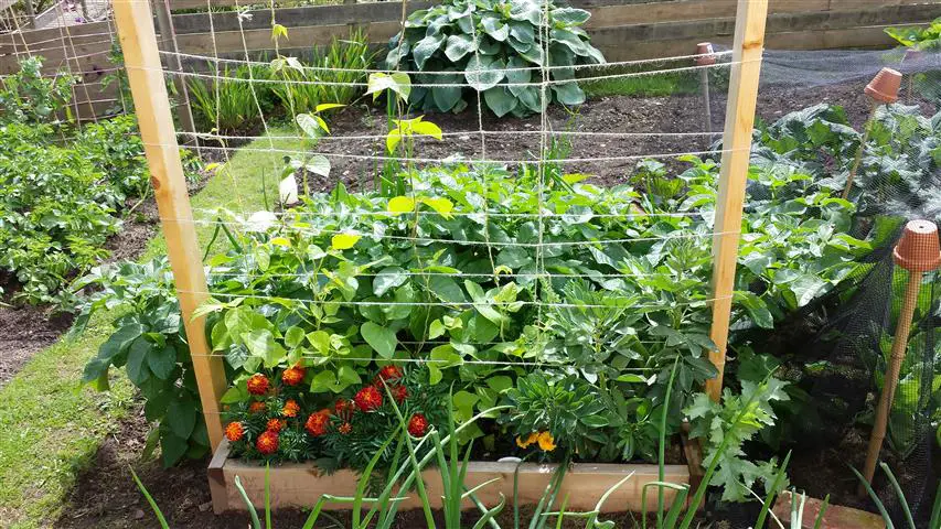 square foot gardening