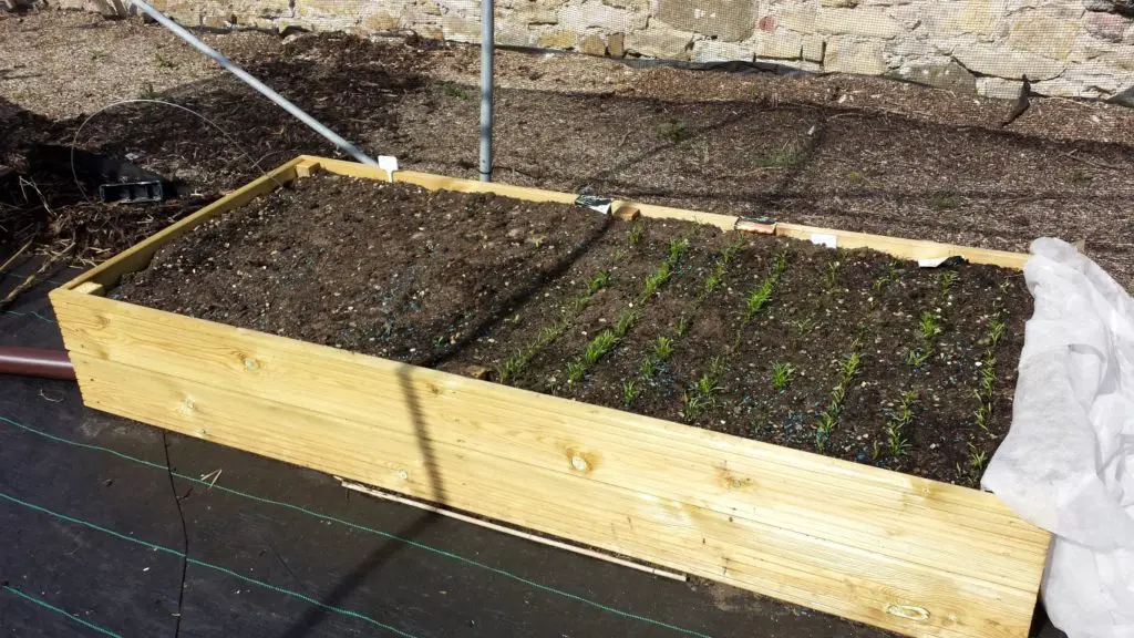 raised bed