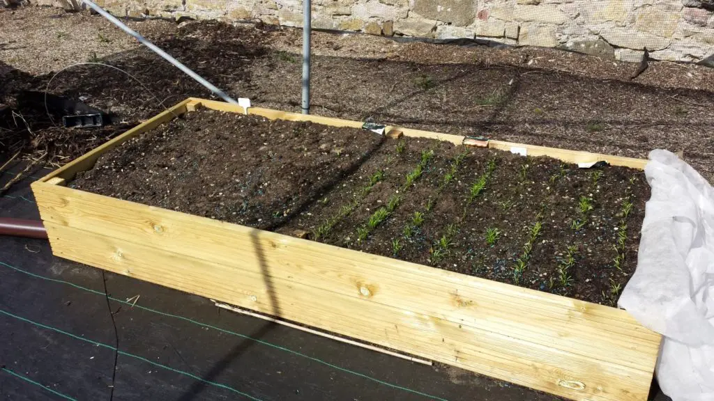 raised bed to grow veggies
