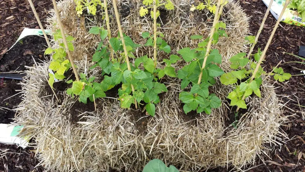 growing in straw bales
