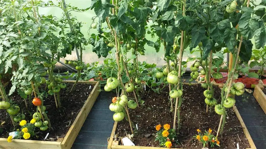 greenhouse tomatoes