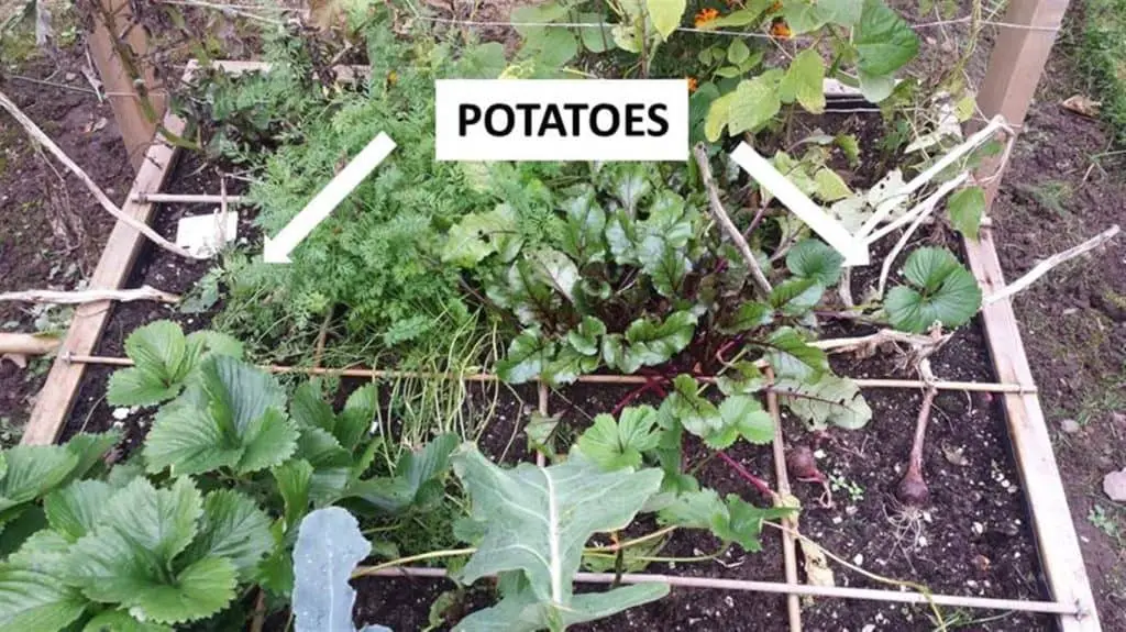 What Vegetables To Grow In A Square Foot Garden – No Dig Vegetable