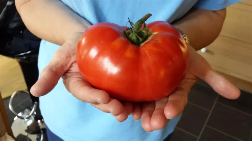 gigantomo beef tomato