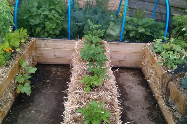 Growing Potatoes In Straw Bales No Dig Vegetable Gardening Blog