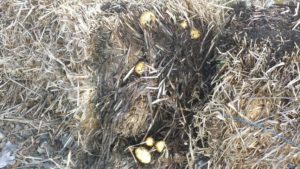 Growing Potatoes In Straw Bales – The Planters Post