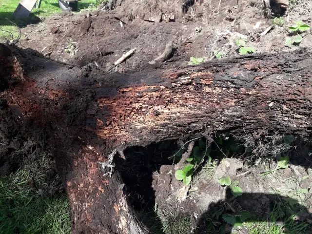 rotting log in hugelkultur