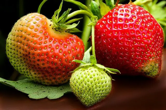 strawberry plant