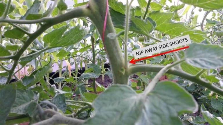 Growing Tomatoes In Straw Bales No Dig Vegetable Gardening Blog growing-tomatoes-in-straw-bales-no-dig-vegetable-gardening-blog