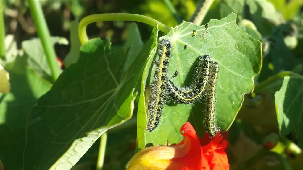 caterpillar on nasturtium plant