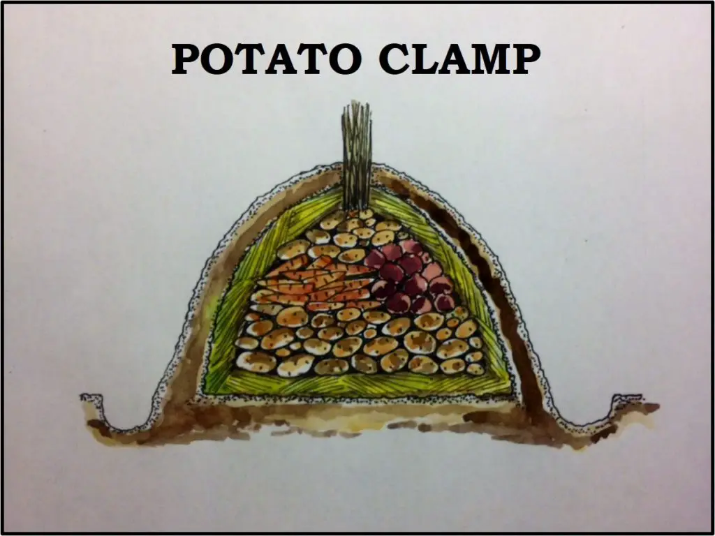 POTATO CLAMP root cellar