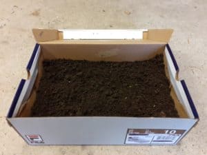 Growing Vegetables In Cardboard Boxes – No Dig Vegetable Gardening Blog