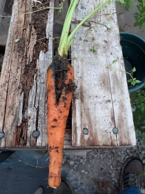 carrot maggot