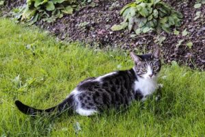 Keeping Cats Out Of Raised Vegetable Beds – No Dig Vegetable Gardening Blog