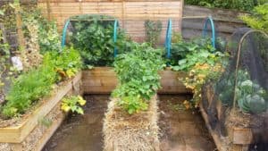 Disadvantages Of Raised Garden Beds – No Dig Vegetable Gardening Blog