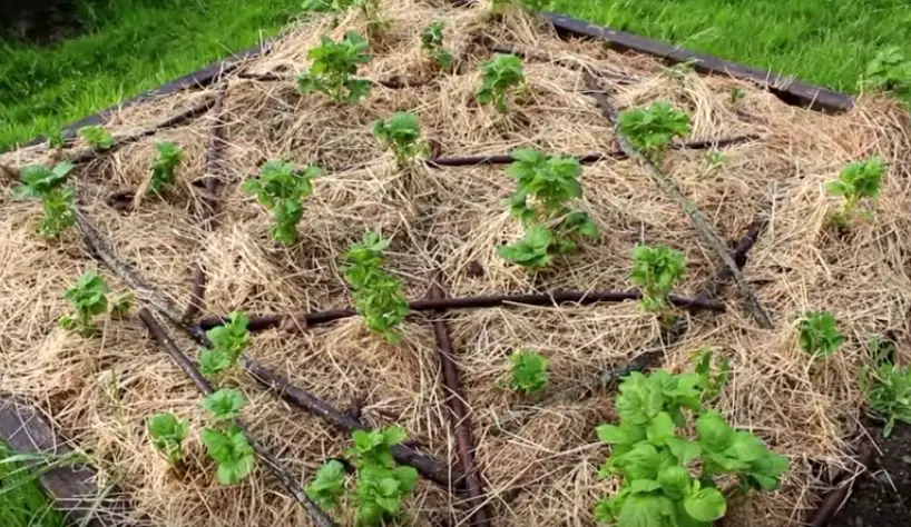 How To Grow Potatoes Under Straw Mulch – The Planters Post