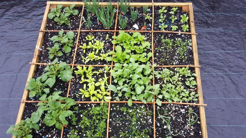 square foot garden picture