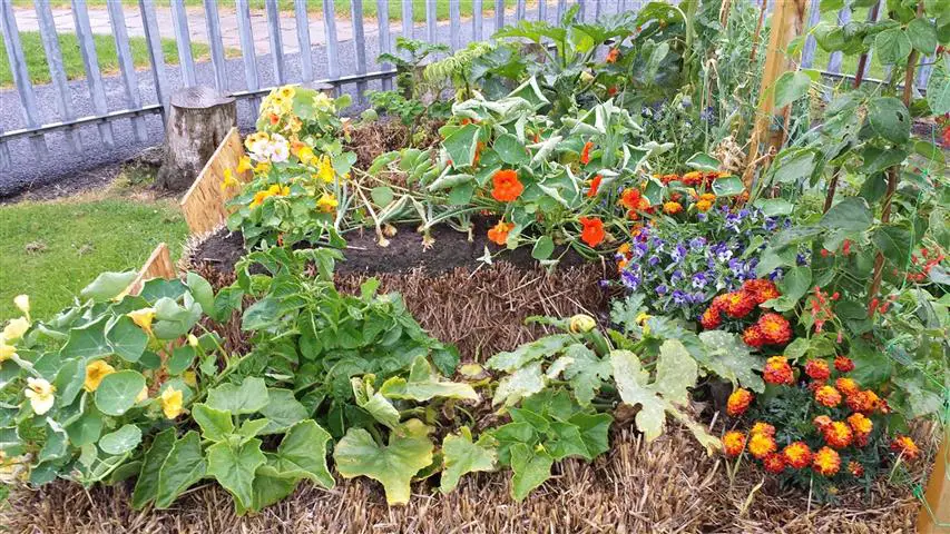 Straw Bale Garden Companion Planting No Dig Vegetable Gardening Blog