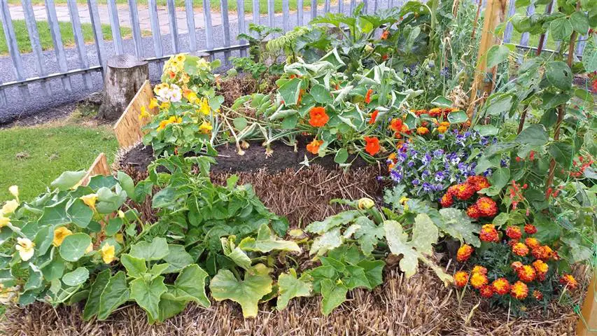 Image of Potato plant and tomato plant growing in a straw bale garden