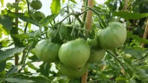 green tomatoes growing on a spring vine
