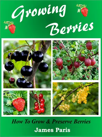 growing berries guide