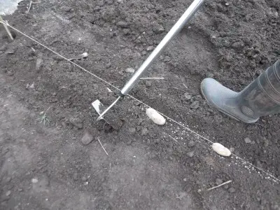 Planting potatoes in a shallow trench